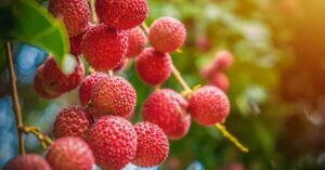 Lychee