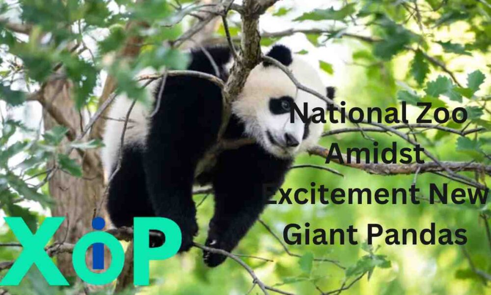 Pandas